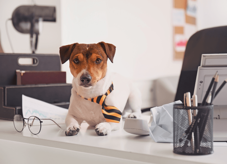 Les animaux au bureau